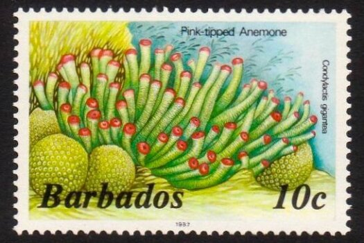 Barbados SG797B